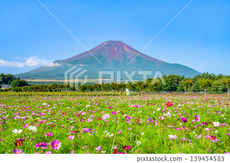 Mount Fuji and cosmos flowers at Yamanakako Flower Park 139454583