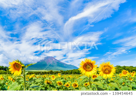 山中湖花卉公園的富士山與向日葵 山中湖花卉公園的富士山與向日葵 139454645