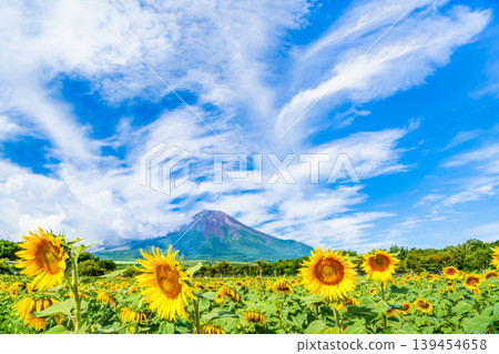山中湖花卉公園的富士山與向日葵 山中湖花卉公園的富士山與向日葵 139454658