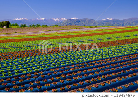Lettuce seedlings and the Tanigawa mountain range Lettuce seedlings and the Tanigawa mountain range 139454679