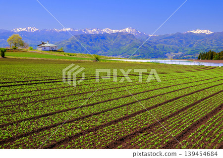 可以俯瞰白雪皚皚的谷川山脈的田野。 139454684