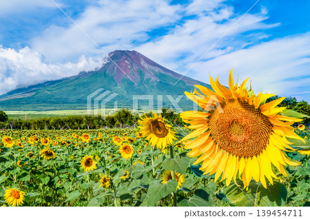 Mount Fuji and sunflowers at Yamanakako Flower Park Mount Fuji and sunflowers at Yamanakako Flower Park 139454711