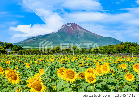 Mount Fuji and sunflowers at Yamanakako Flower Park Mount Fuji and sunflowers at Yamanakako Flower Park 139454712