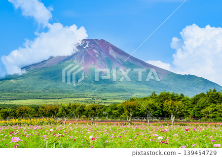 山中湖花卉公園的富士山和波斯菊 山中湖花卉公園的富士山和波斯菊 139454729