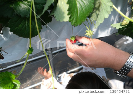 A parent and child harvesting small strawberries during a strawberry picking activity. A parent and child harvesting small strawberries during a strawberry picking activity. 139454751