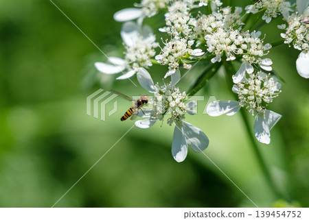 Macro photography of a hoverfly that has come to a white flower (Orlaya). Macro photography of a hoverfly that has come to a white flower (Orlaya). 139454752