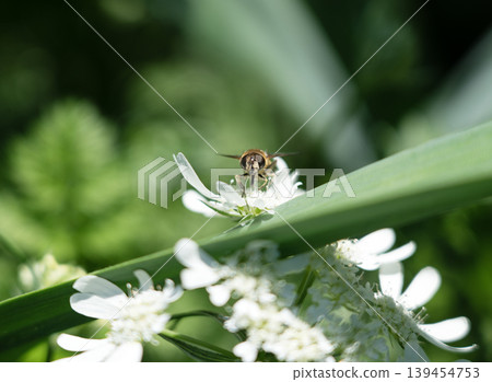 一隻食蚜蠅棲息在白色花朵（Orlaya）上的微距照片。 139454753