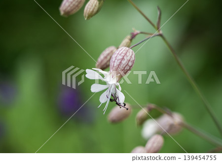 Macro photograph of the flowers of Silene vulgaris (white snowdrop) blooming in the garden. Macro photograph of the flowers of Silene vulgaris (white snowdrop) blooming in the garden. 139454755