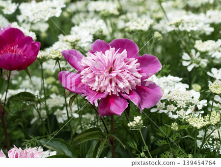A macro photograph of a vibrant pink peony blooming in a garden in early summer. 139454764