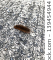 Brown caterpillar (bear caterpillar) 139454944