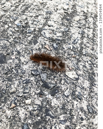 Brown caterpillar (bear caterpillar) Brown caterpillar (bear caterpillar) 139454944