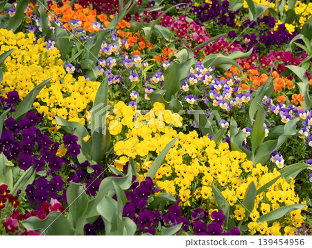Flowerbed with viola in full bloom Flowerbed with viola in full bloom 139454956