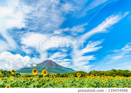 山中湖花卉公園的富士山與向日葵 山中湖花卉公園的富士山與向日葵 139454996