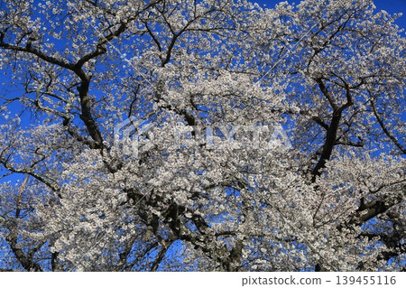 Cherry Blossoms	 139455116