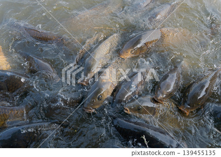 鯉魚餌上誘餌 鯉魚餌上誘餌 139455135