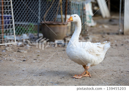 The white goose in nature farm at thailand 139455203