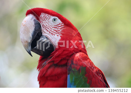 Close up head the red macaw parrot bird in garden Close up head the red macaw parrot bird in garden 139455212