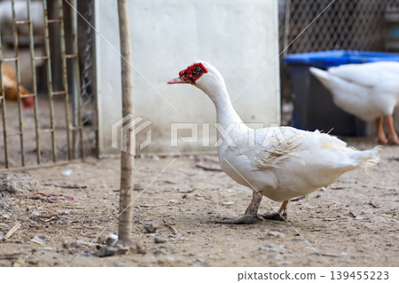 The white duck in nature farm thailand 139455223