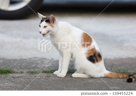 Close up cat is sit down and cute in garden Close up cat is sit down and cute in garden 139455224
