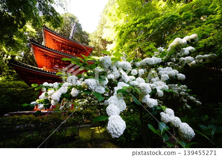 岩代寺院內的春日景色 139455271