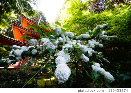 Spring scenery within the grounds of Iwashinji Temple Spring scenery within the grounds of Iwashinji Temple 139455274