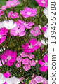 A close-up of vibrant pink and white dianthus (carnation) flowers. 139455288