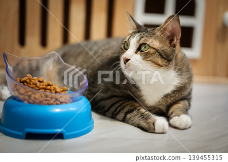 tabby cat lying down next to a blue bowl full of dry food on the floor at home tabby cat lying down next to a blue bowl full of dry food on the floor at home 139455315
