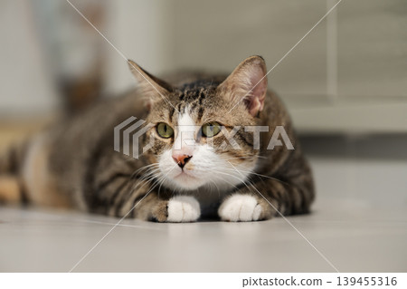 tabby cat resting on the floor at home tabby cat resting on the floor at home 139455316