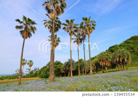 Nemophila flower field at Kanegahama View Park 139455534