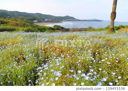 Nemophila flower field at Kanegahama View Park 139455536