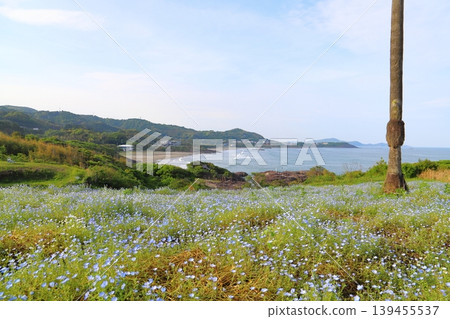 Nemophila flower field at Kanegahama View Park 139455537