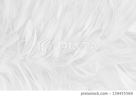 Beautiful white grey bird feathers pattern texture background. Beautiful white grey bird feathers pattern texture background. 139455569