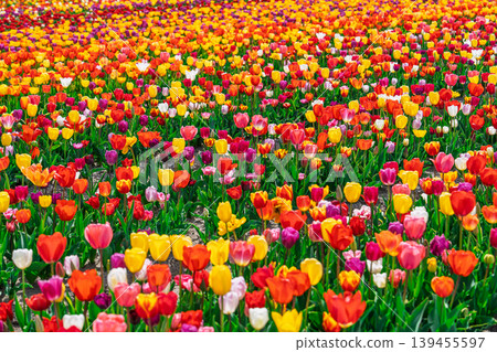 Vibrant Spring Tulip Field in Skagit Valley, Washington, Bright Sunny Day of Blooms and Color Vibrant Spring Tulip Field in Skagit Valley, Washington, Bright Sunny Day of Blooms and Color 139455597
