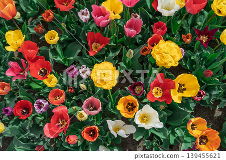 Colorful Tulip Flowers Blooming in a Garden Near Lisse Netherlands Viewed from Above Top Colorful Tulip Flowers Blooming in a Garden Near Lisse Netherlands Viewed from Above Top 139455621
