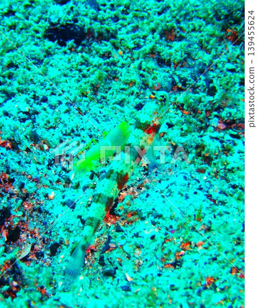 Amblyeleotris periophthalma, a type of goby photographed in Kashiwajima. Amblyeleotris periophthalma, a type of goby photographed in Kashiwajima. 139455624