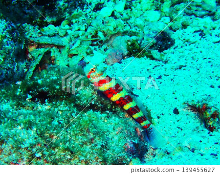 Red-necked goby photographed in Kashiwajima Red-necked goby photographed in Kashiwajima 139455627