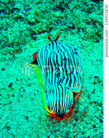 A giant sea slug photographed in Kashiwajima. A giant sea slug photographed in Kashiwajima. 139455636