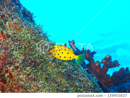 A juvenile Southern Boxfish photographed in Kashiwajima. A juvenile Southern Boxfish photographed in Kashiwajima. 139455637