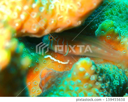 A goby photographed in Kashiwajima A goby photographed in Kashiwajima 139455638