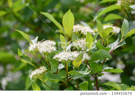 西伯利亞山茱萸（Cornus kousa 'Siberica'） 139455679