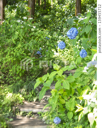 A walking path in early summer, adorned with hydrangeas that bring a refreshing coolness. A walking path in early summer, adorned with hydrangeas that bring a refreshing coolness. 139455712