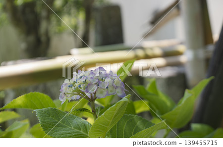 The charm of an ancient capital. Delicate hydrangeas nestled against a bamboo fence. The charm of an ancient capital. Delicate hydrangeas nestled against a bamboo fence. 139455715