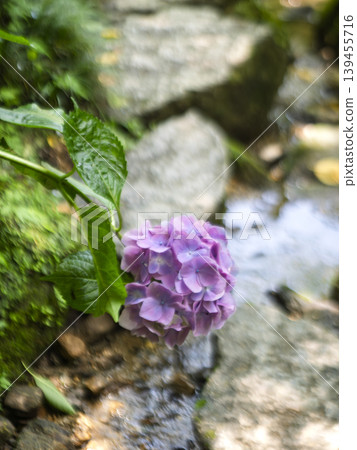 The soothing sounds of the stream and the charming beauty of hydrangeas bring a sense of coolness. The soothing sounds of the stream and the charming beauty of hydrangeas bring a sense of coolness. 139455716