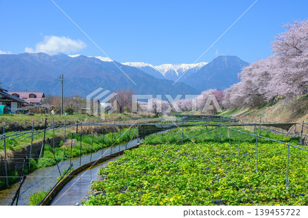 [Hodaka River Wasabi Farm] Cherry blossom trees and wasabi fields [Hodaka, Azumino City] 139455722