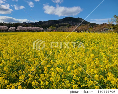 Kinchakuda, rape blossoms, and Mount Hiwada Kinchakuda, rape blossoms, and Mount Hiwada 139455796