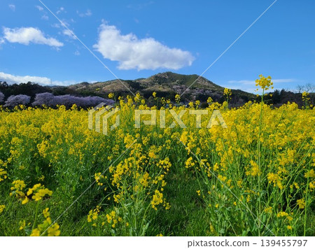 Kinchakuda, rape blossoms, and Mount Hiwada Kinchakuda, rape blossoms, and Mount Hiwada 139455797