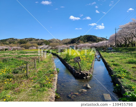 Kinchakuda and cherry blossoms 139455798