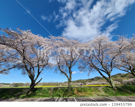 Kinchakuda and cherry blossoms Kinchakuda and cherry blossoms 139455799