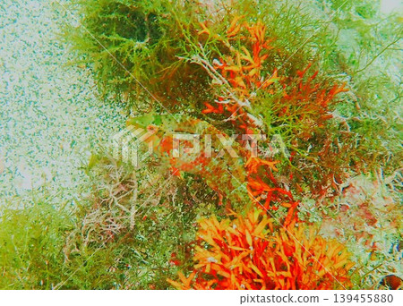 Juvenile parrotfish inhabiting Kawana 139455880