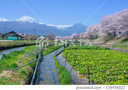 【帆高川山葵農場】櫻花樹和山葵田【安曇野市帆高】 【帆高川山葵農場】櫻花樹和山葵田【安曇野市帆高】 139456022